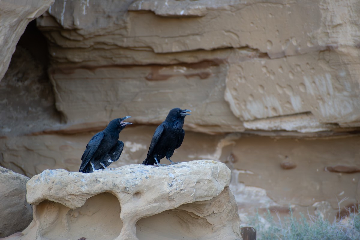 Corvo imperiale - ML645816400