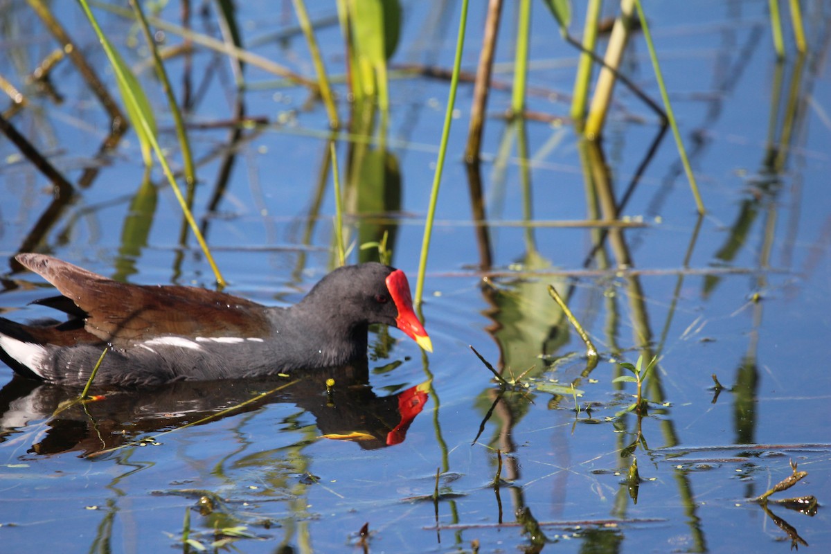 Gallinule d'Amérique - ML645816407