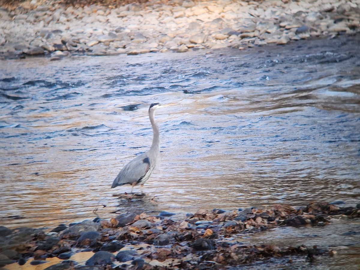 Grand Héron - ML645816409