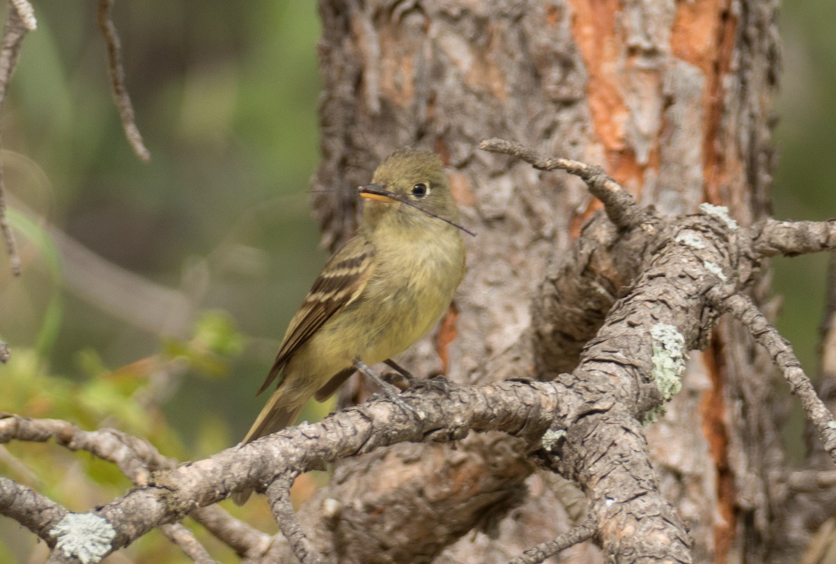 Western Flycatcher (Cordilleran) - ML64581641