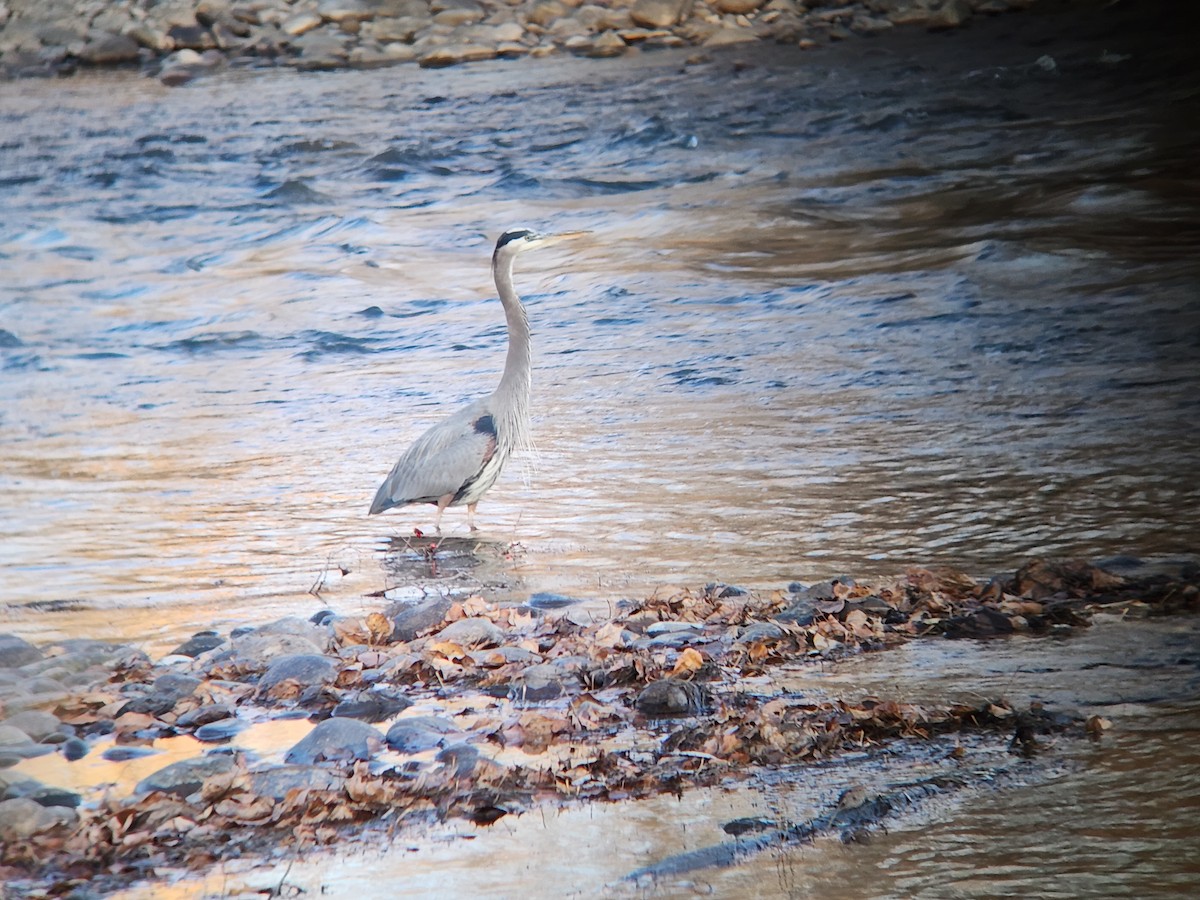 Grand Héron - ML645816410