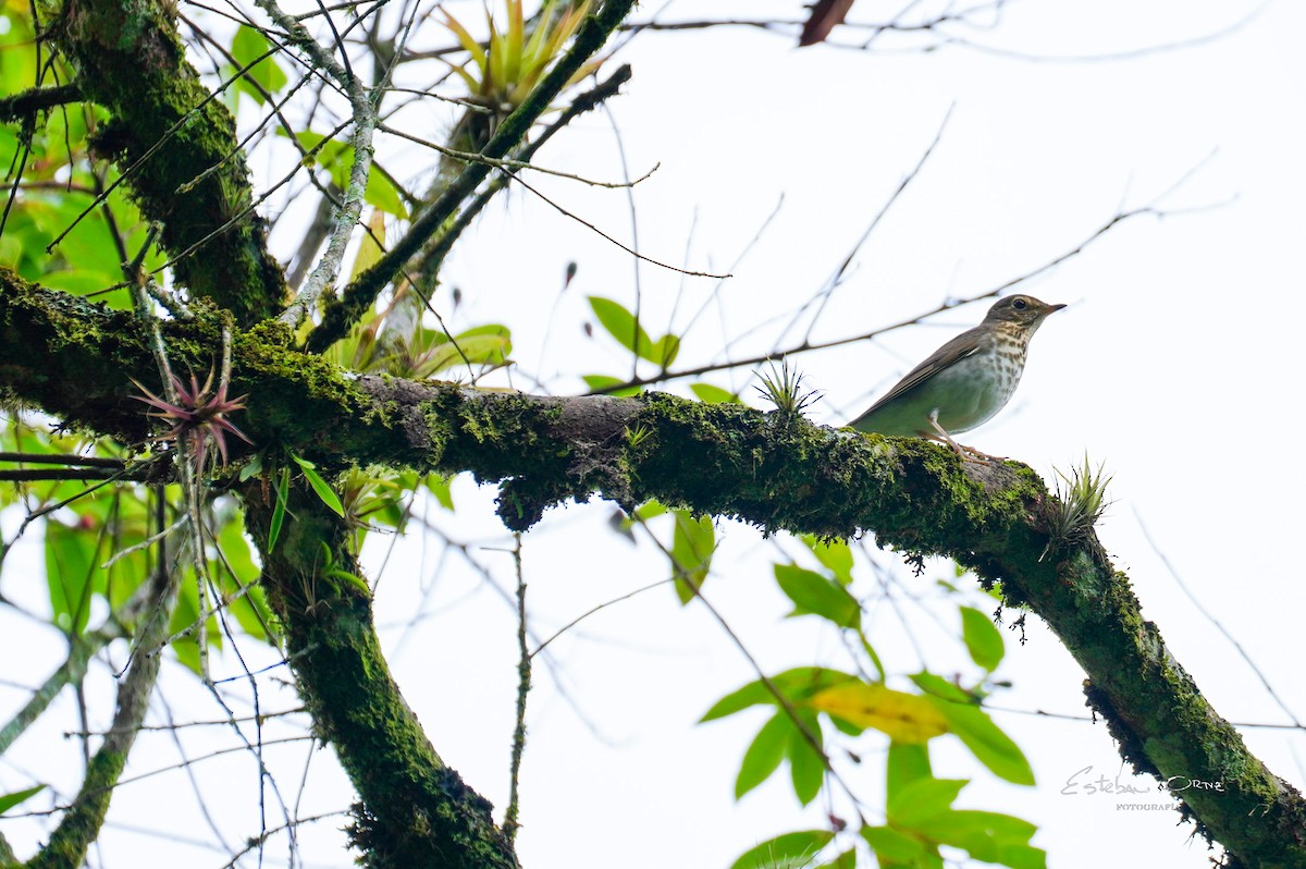 Grive à dos olive - ML645816414