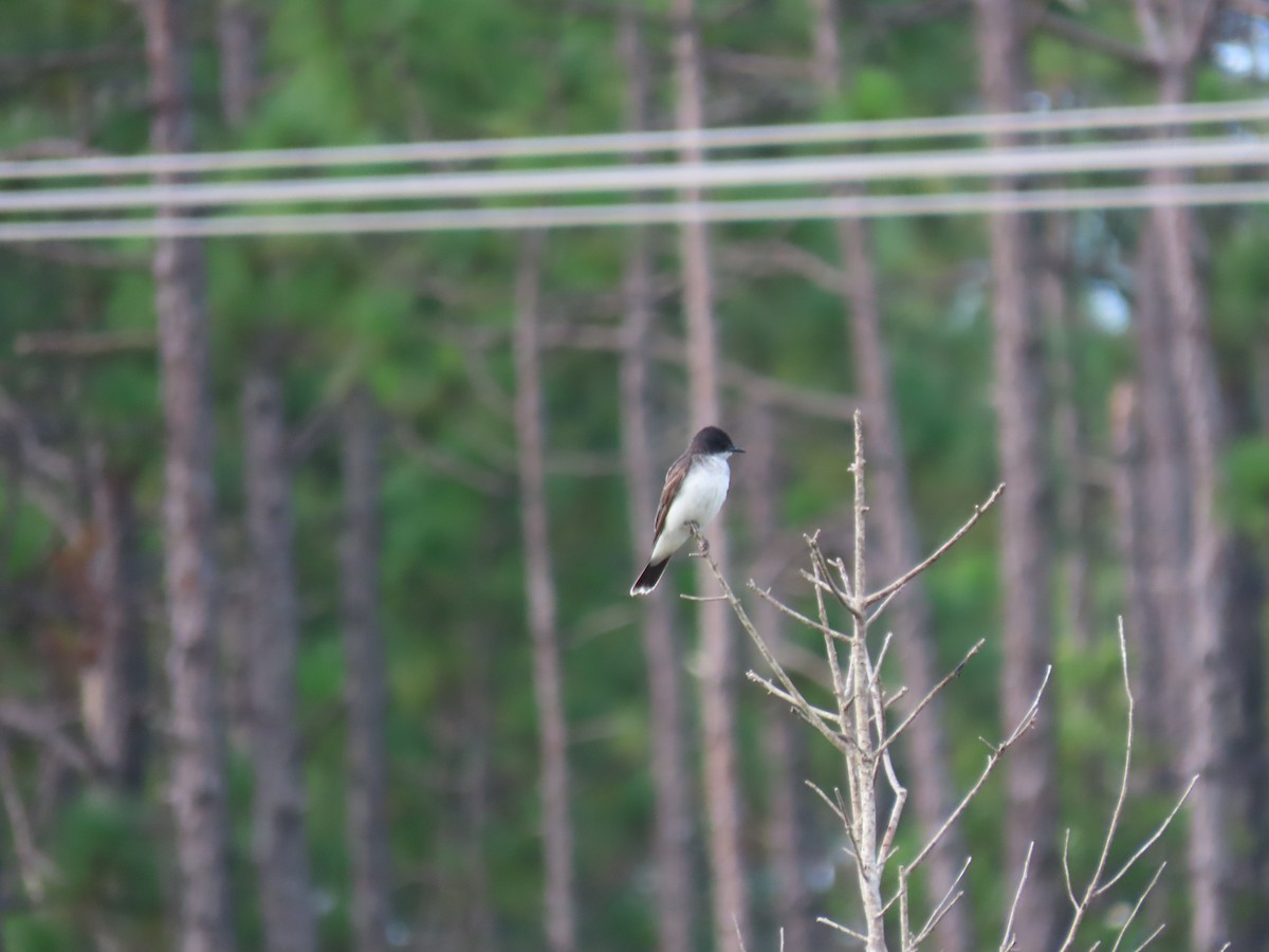 Tyran tritri - ML645816415