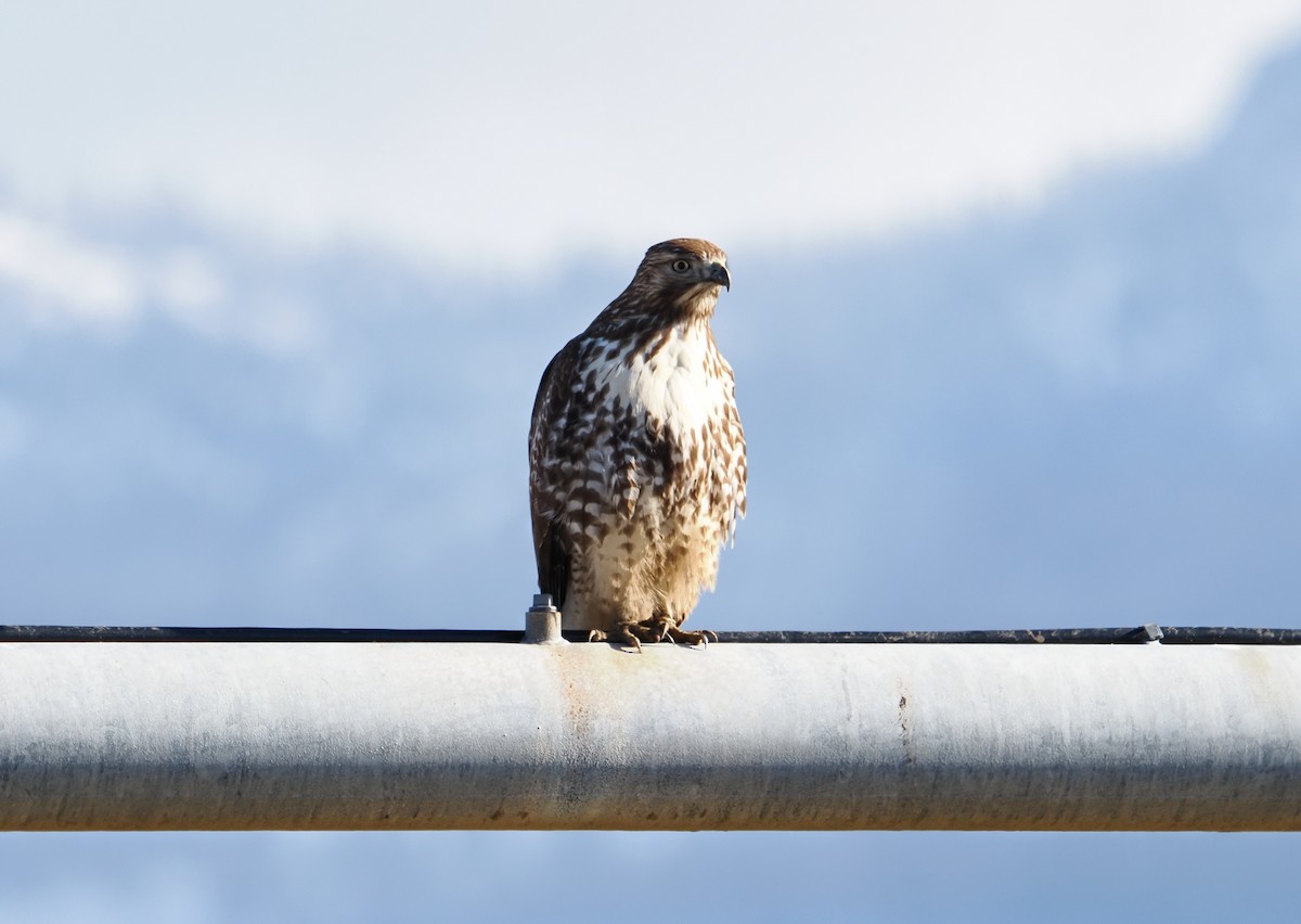 Buse à queue rousse - ML645816418