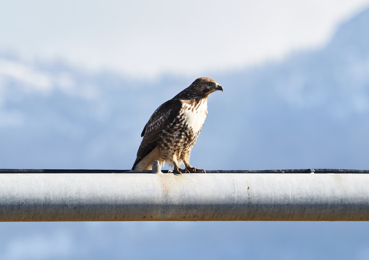 Buse à queue rousse - ML645816419