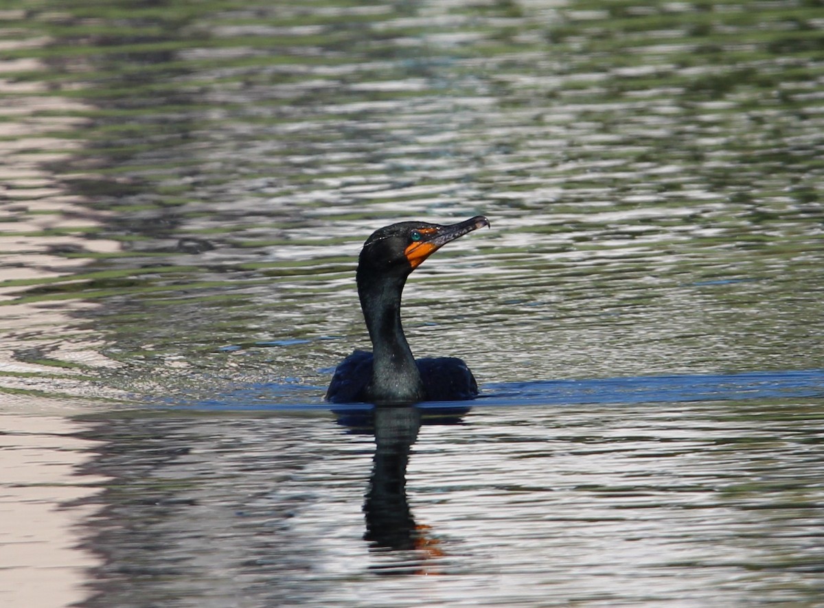 Cormoran à aigrettes - ML645816421