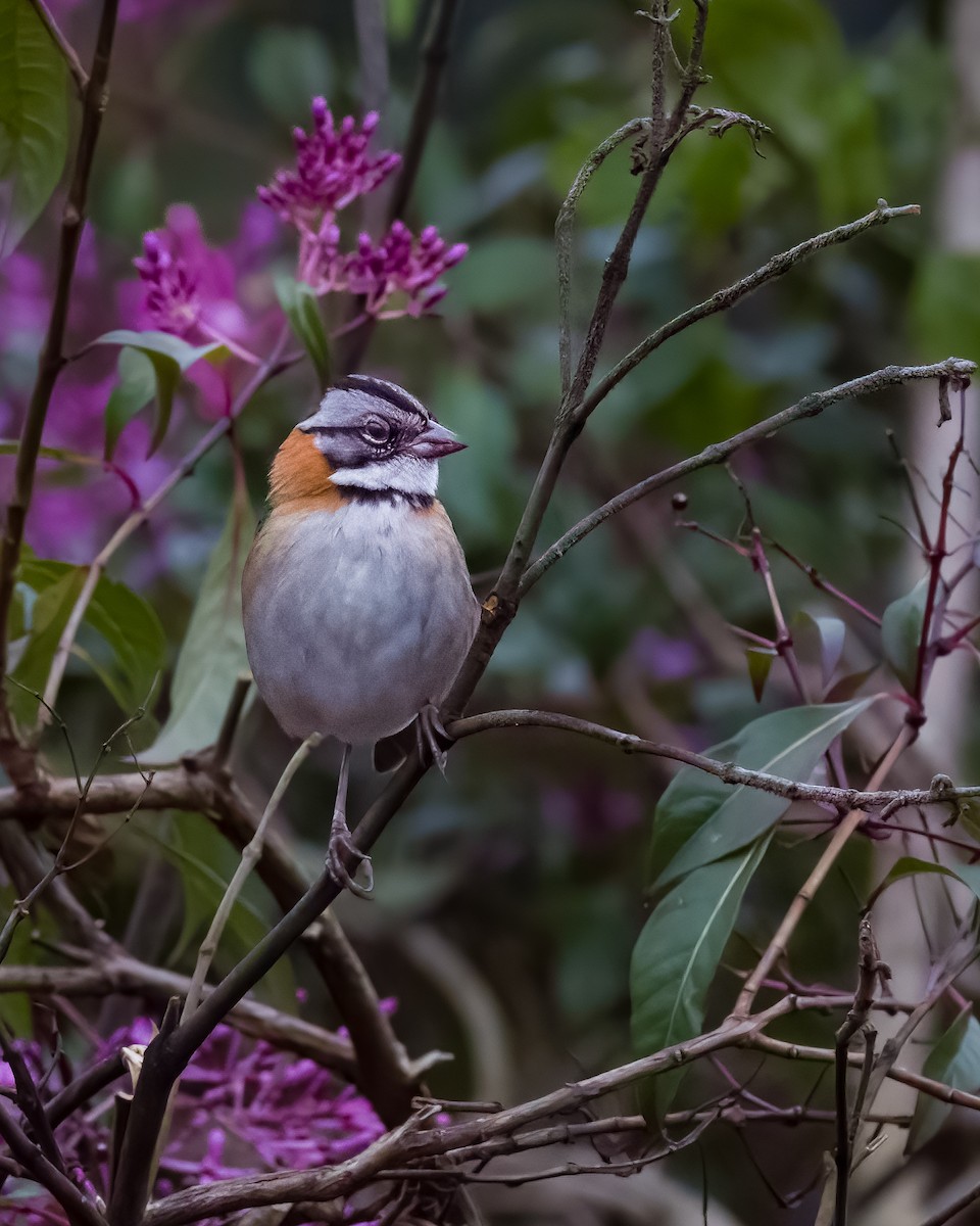 Bruant chingolo - ML645816422