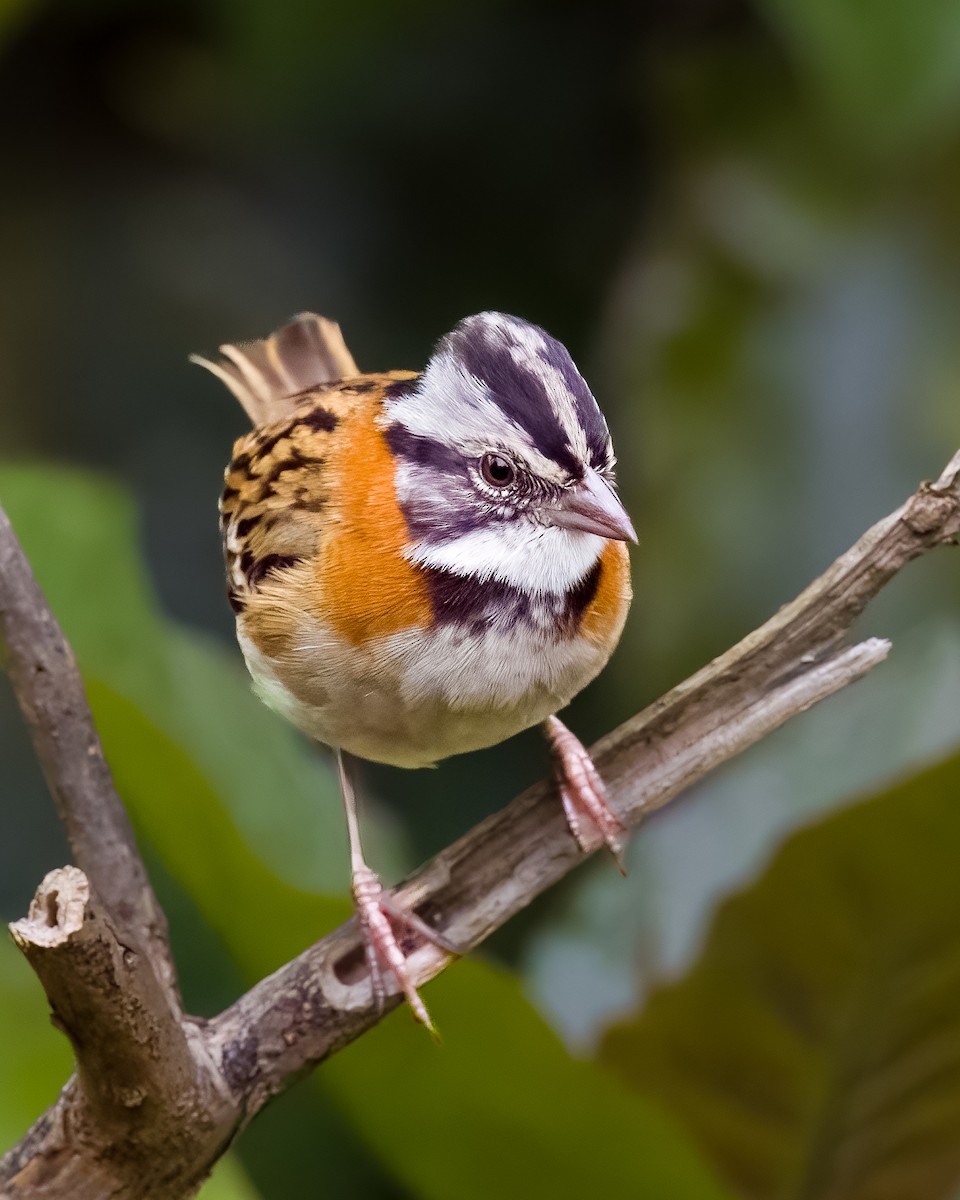 Bruant chingolo - ML645816423