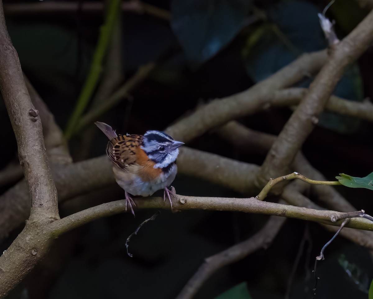 Bruant chingolo - ML645816424