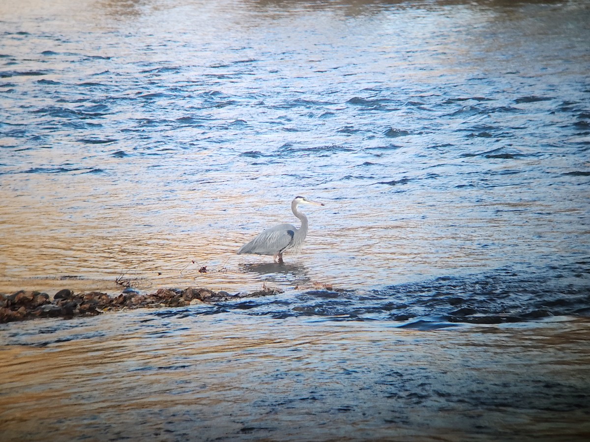 Grand Héron - ML645816426