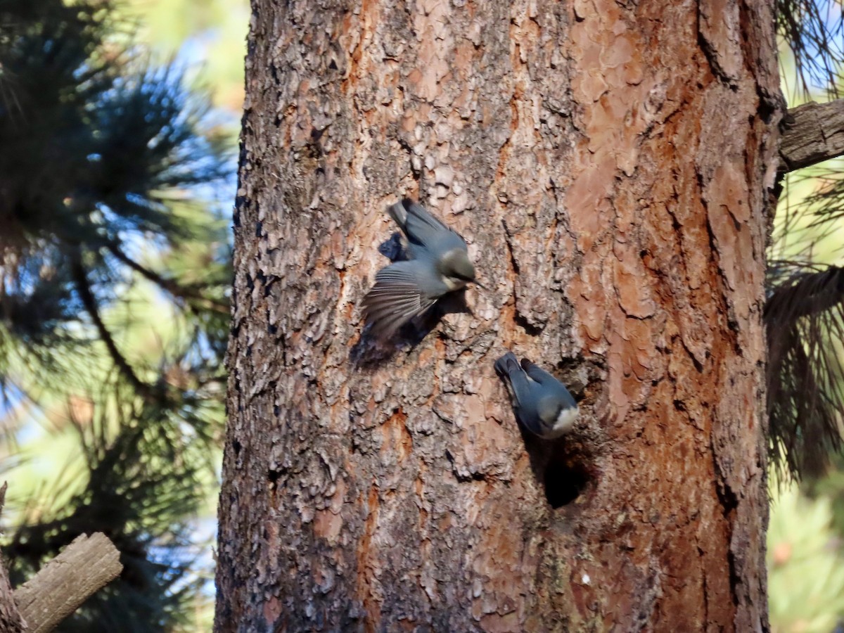 Sittelle pygmée - ML645816428