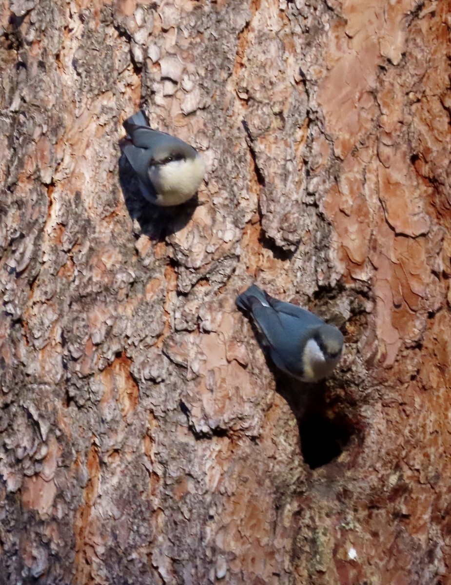 Sittelle pygmée - ML645816429