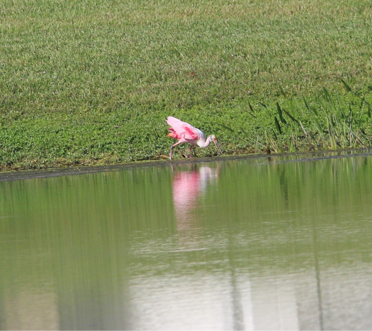 Spatule rosée - ML645816433