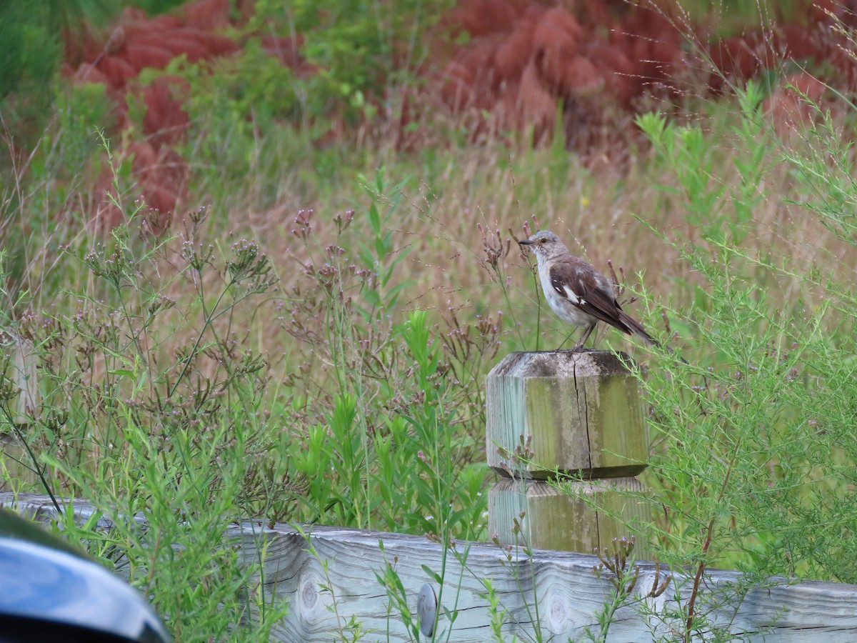 Moqueur polyglotte - ML645816434