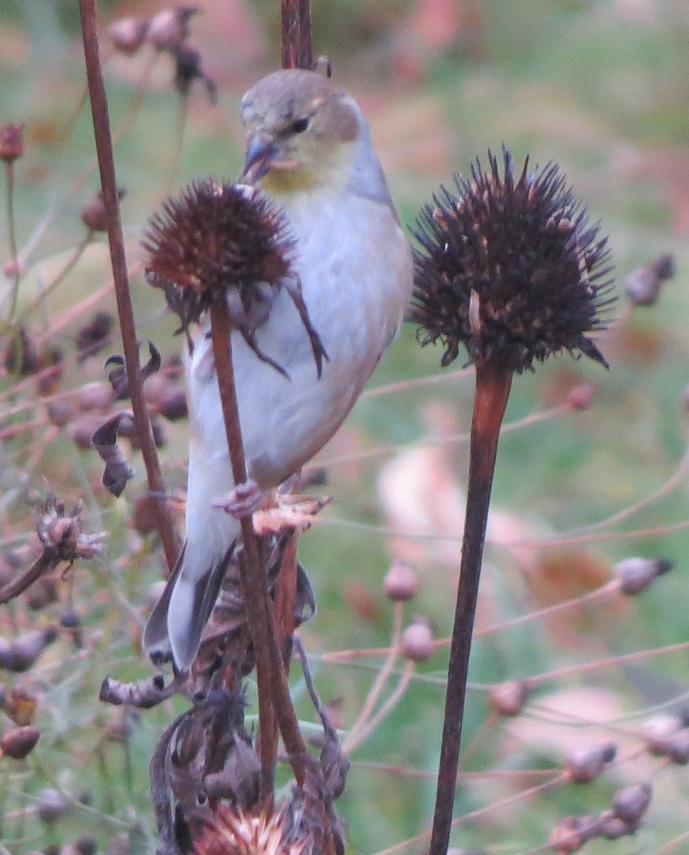 Chardonneret jaune - ML645816435