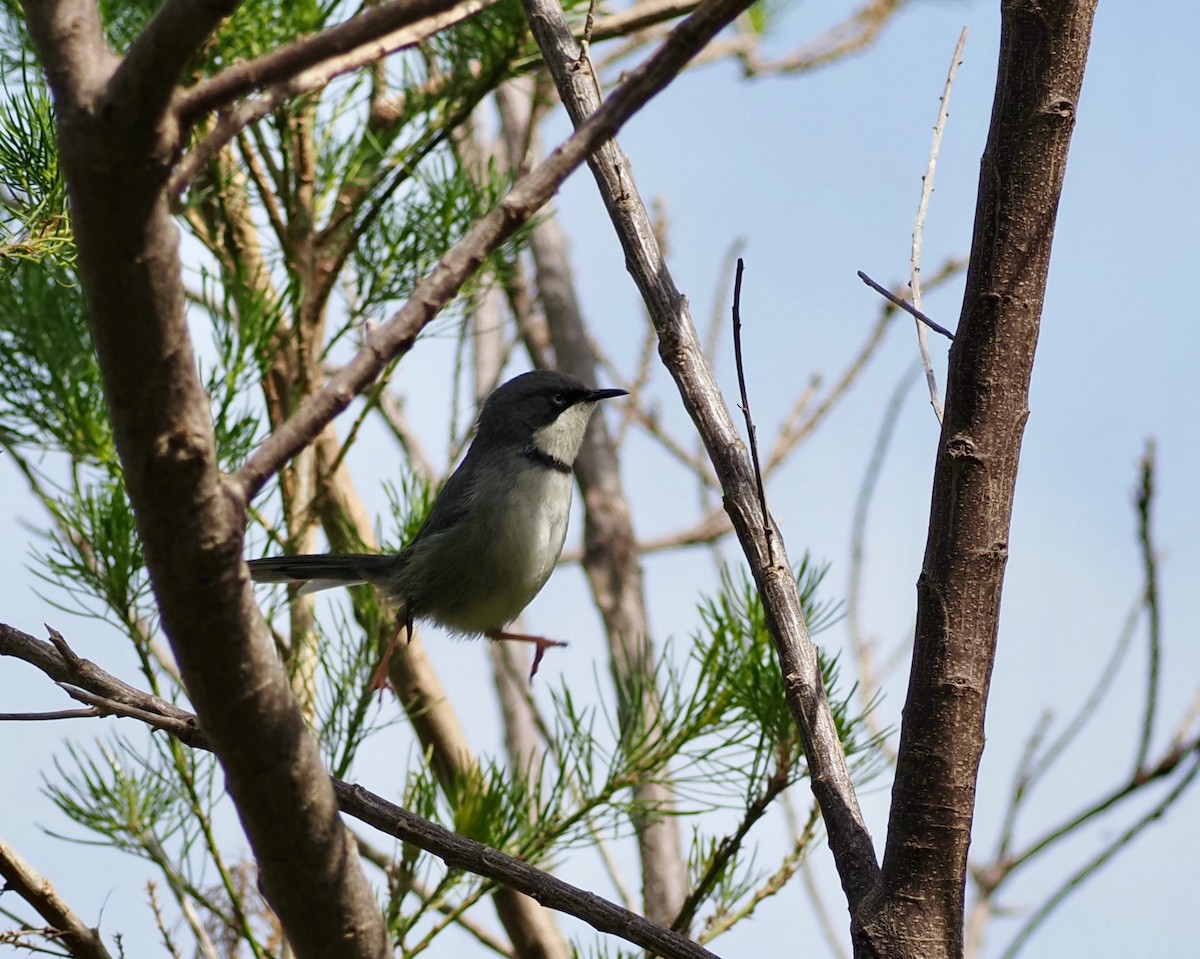 Apalis à collier - ML645816436