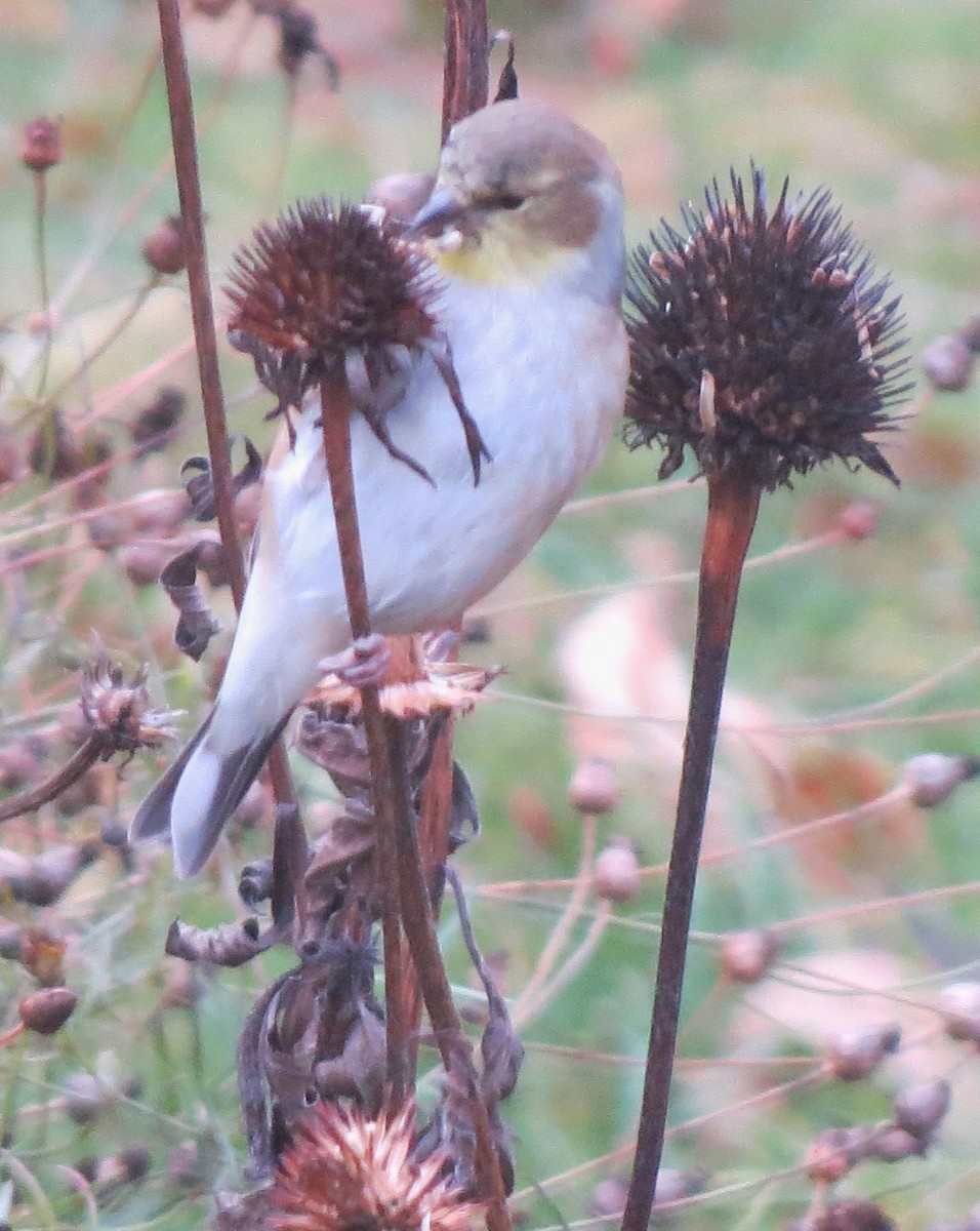 Chardonneret jaune - ML645816437