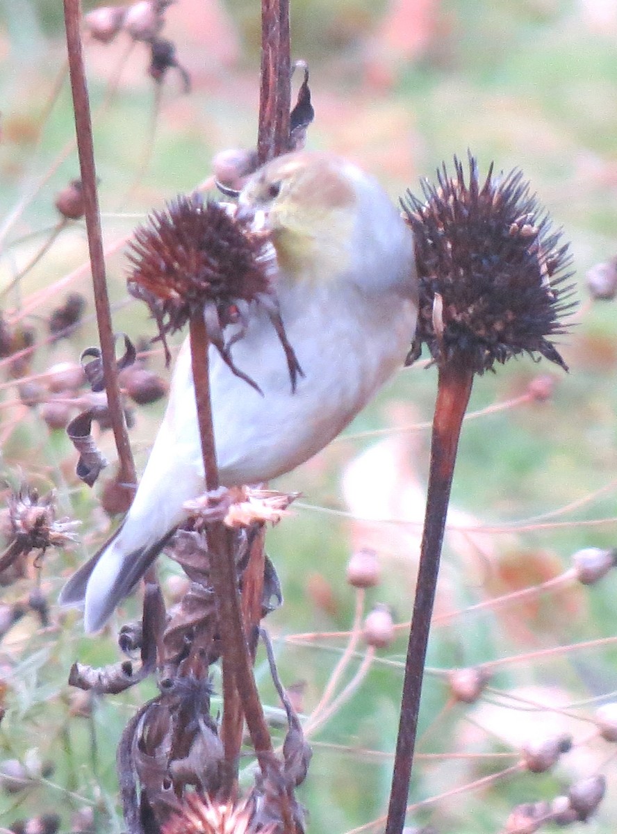 Chardonneret jaune - ML645816438