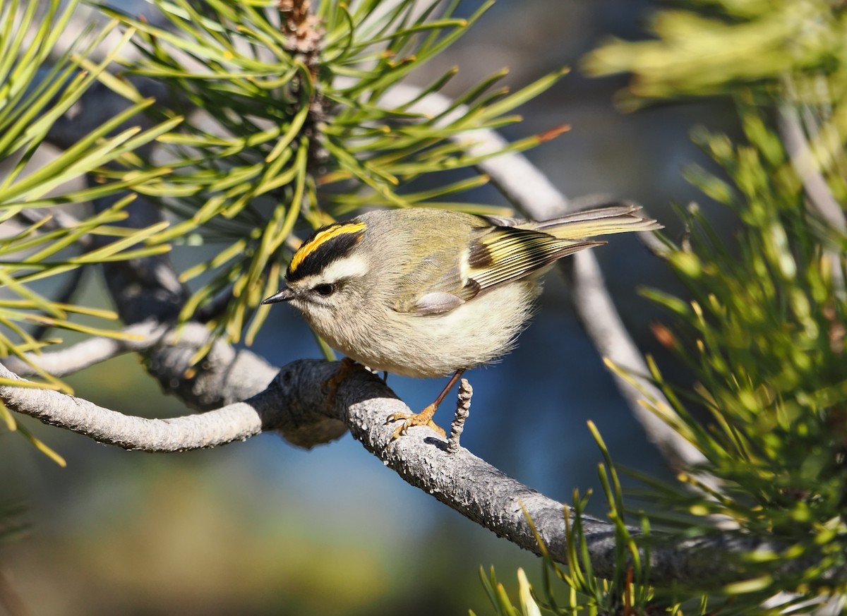 Golden-crowned Kinglet - ML645816439