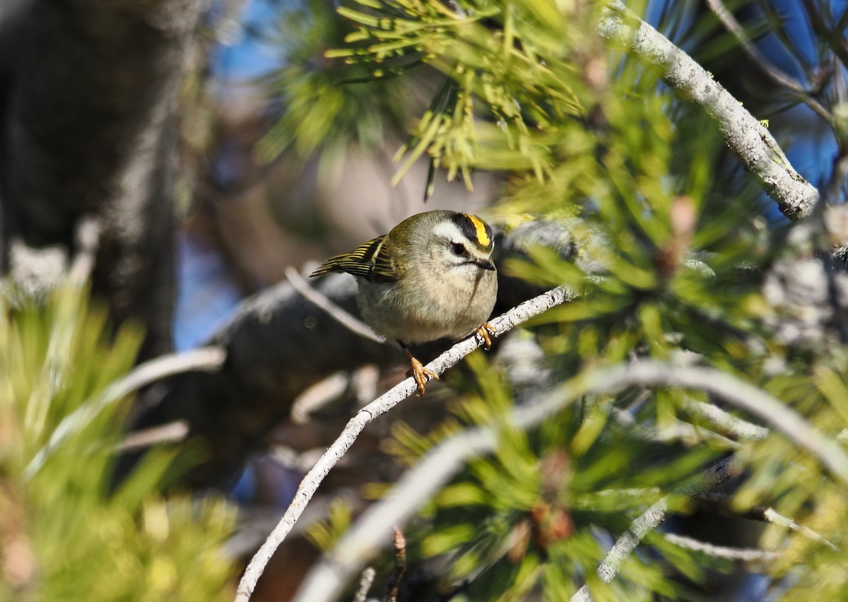Golden-crowned Kinglet - ML645816440
