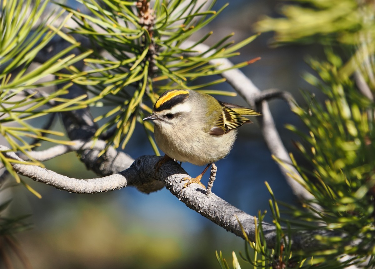 Golden-crowned Kinglet - ML645816441