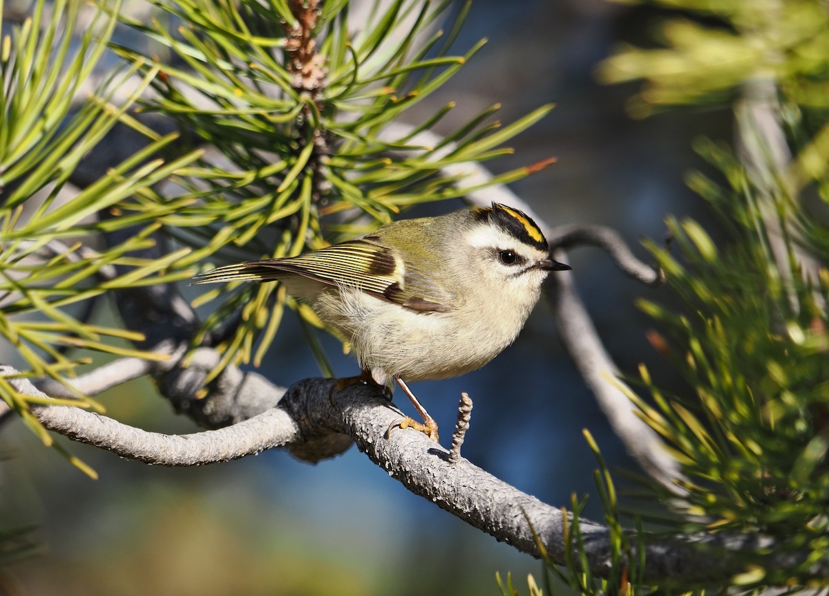 Golden-crowned Kinglet - ML645816442