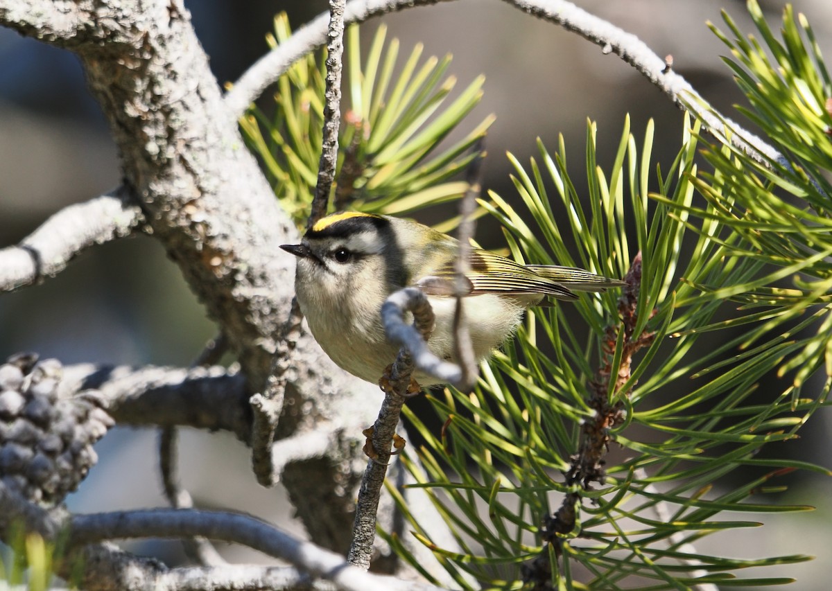 Golden-crowned Kinglet - ML645816443