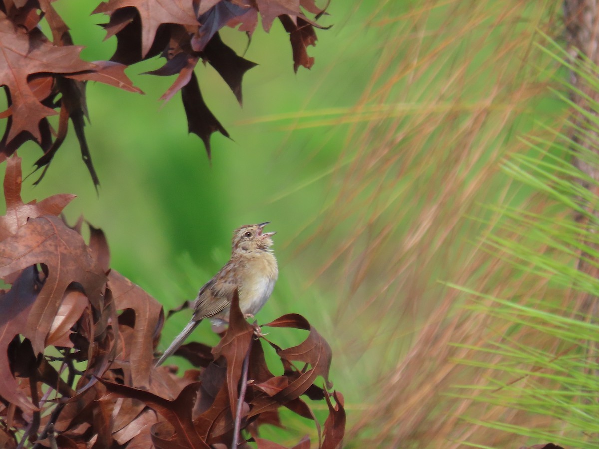 Bruant des pinèdes - ML645816444