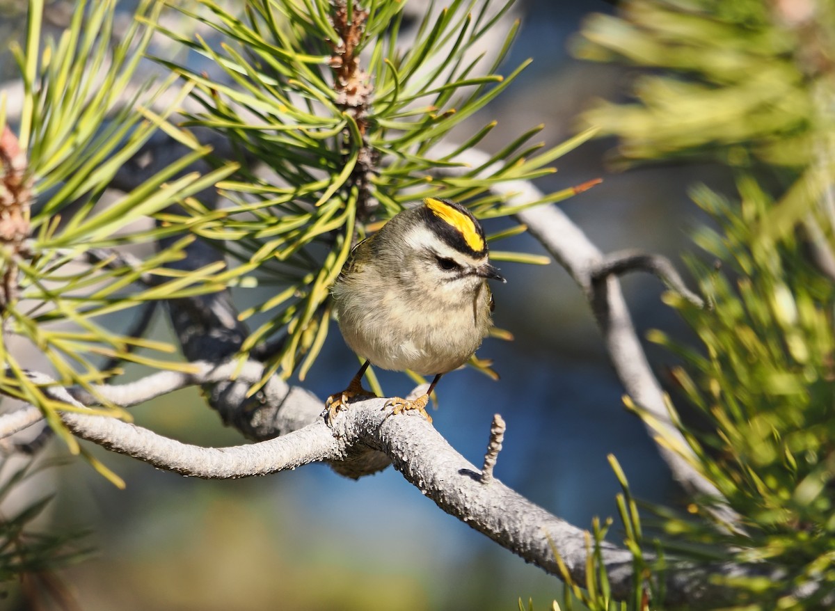 Golden-crowned Kinglet - ML645816445