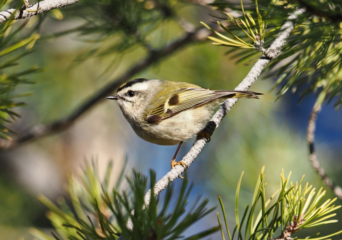 Golden-crowned Kinglet - ML645816446