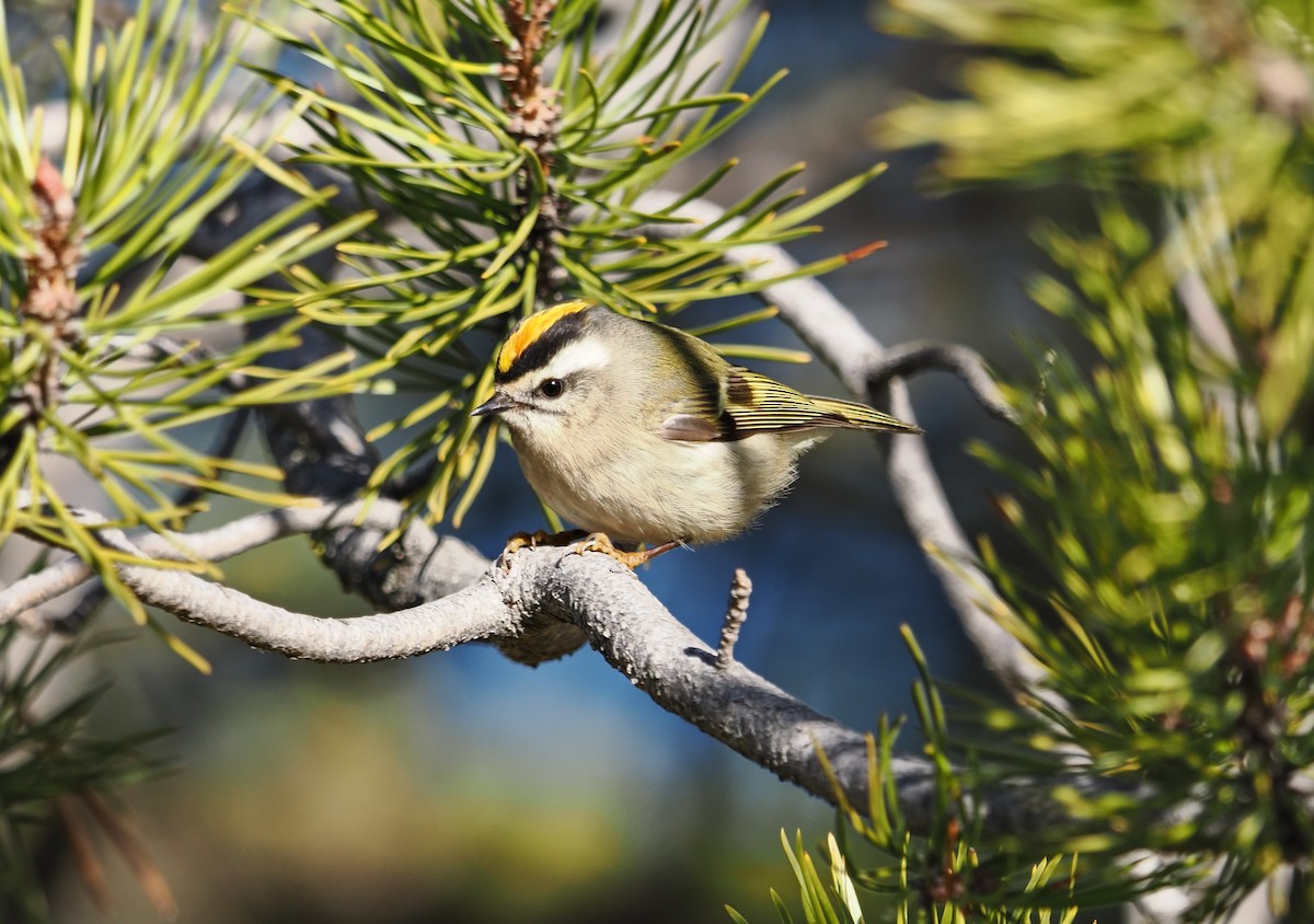 Golden-crowned Kinglet - ML645816447