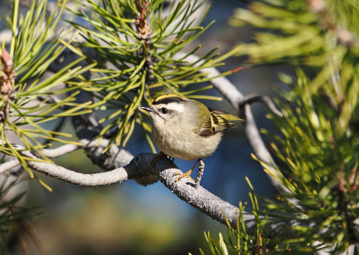 Golden-crowned Kinglet - ML645816448