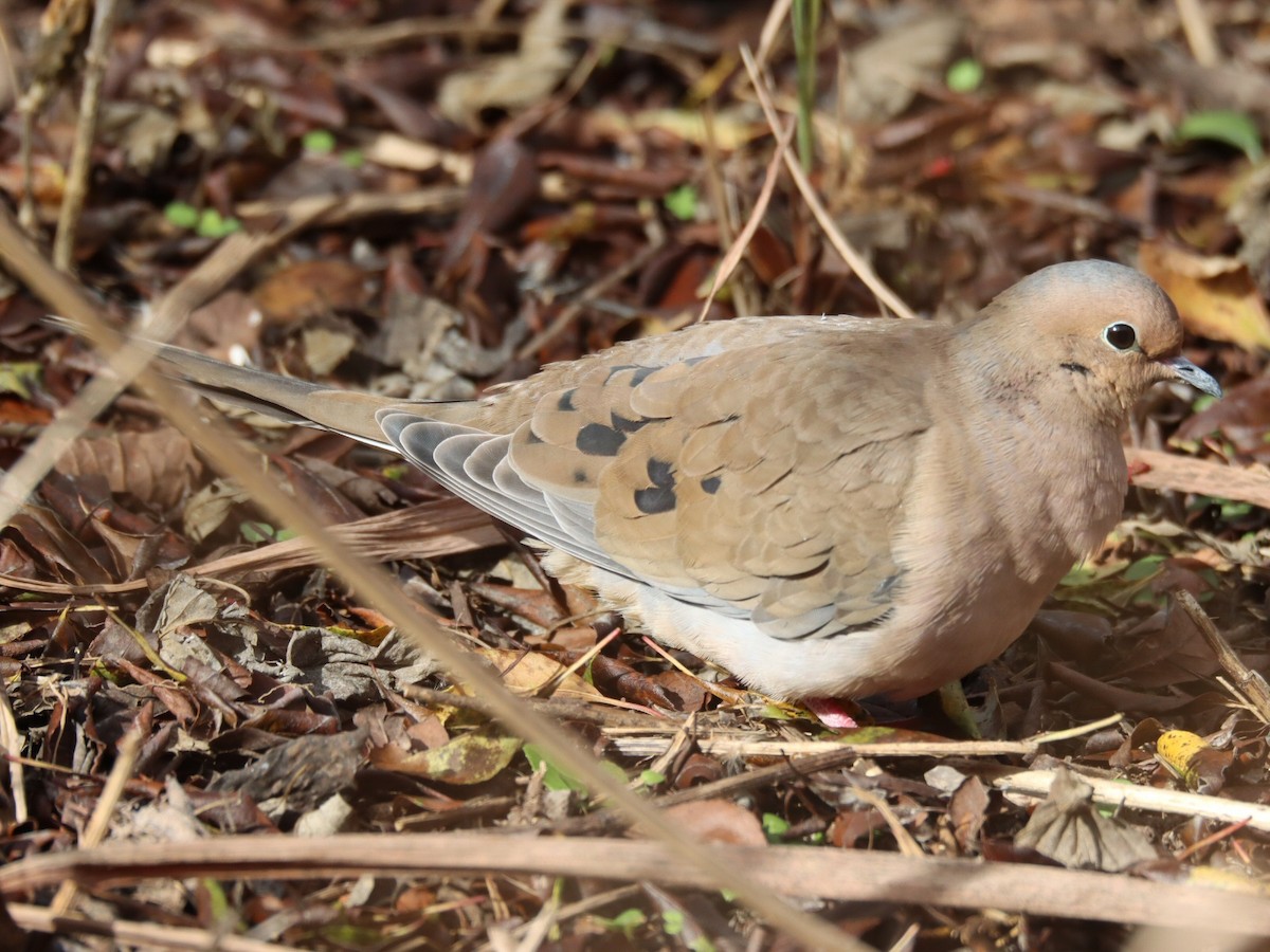 Tourterelle triste - ML645816450