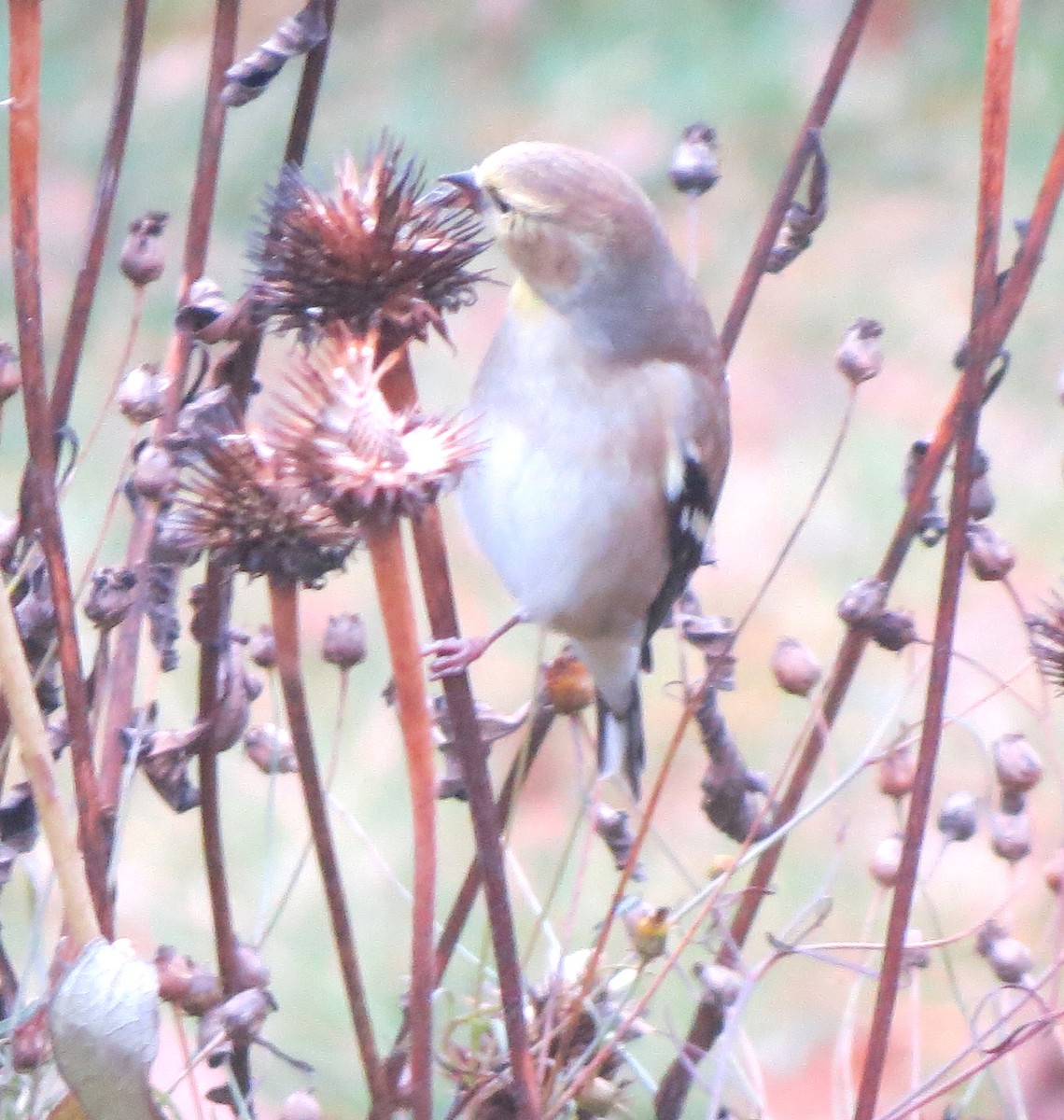 Chardonneret jaune - ML645816451
