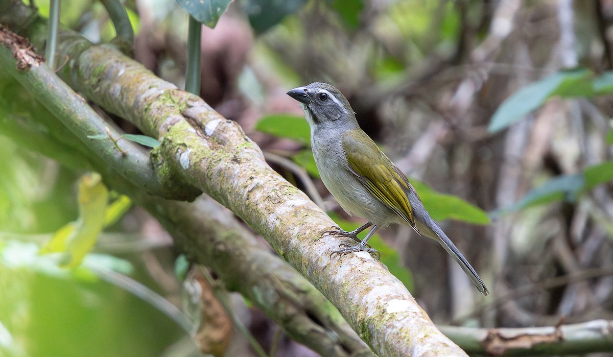 Saltator olive - ML645816452