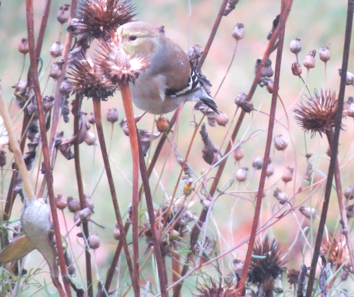 Chardonneret jaune - ML645816454