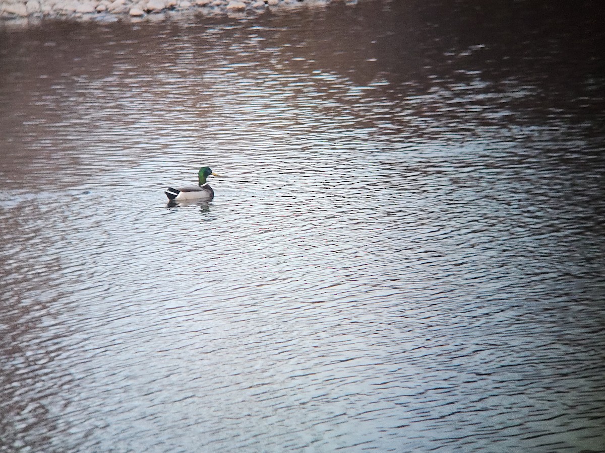 Mallard - ML645816458