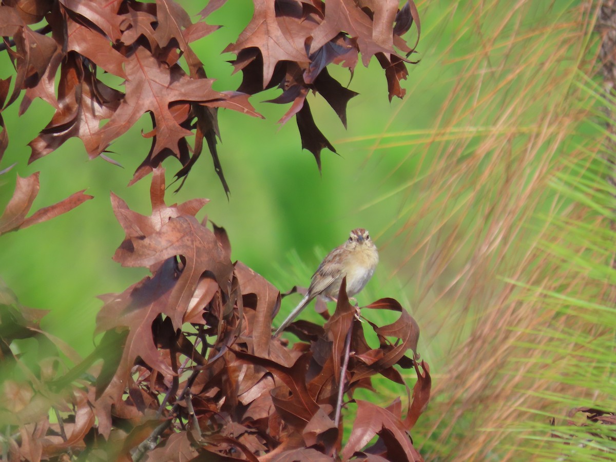 Bachman's Sparrow - ML645816461