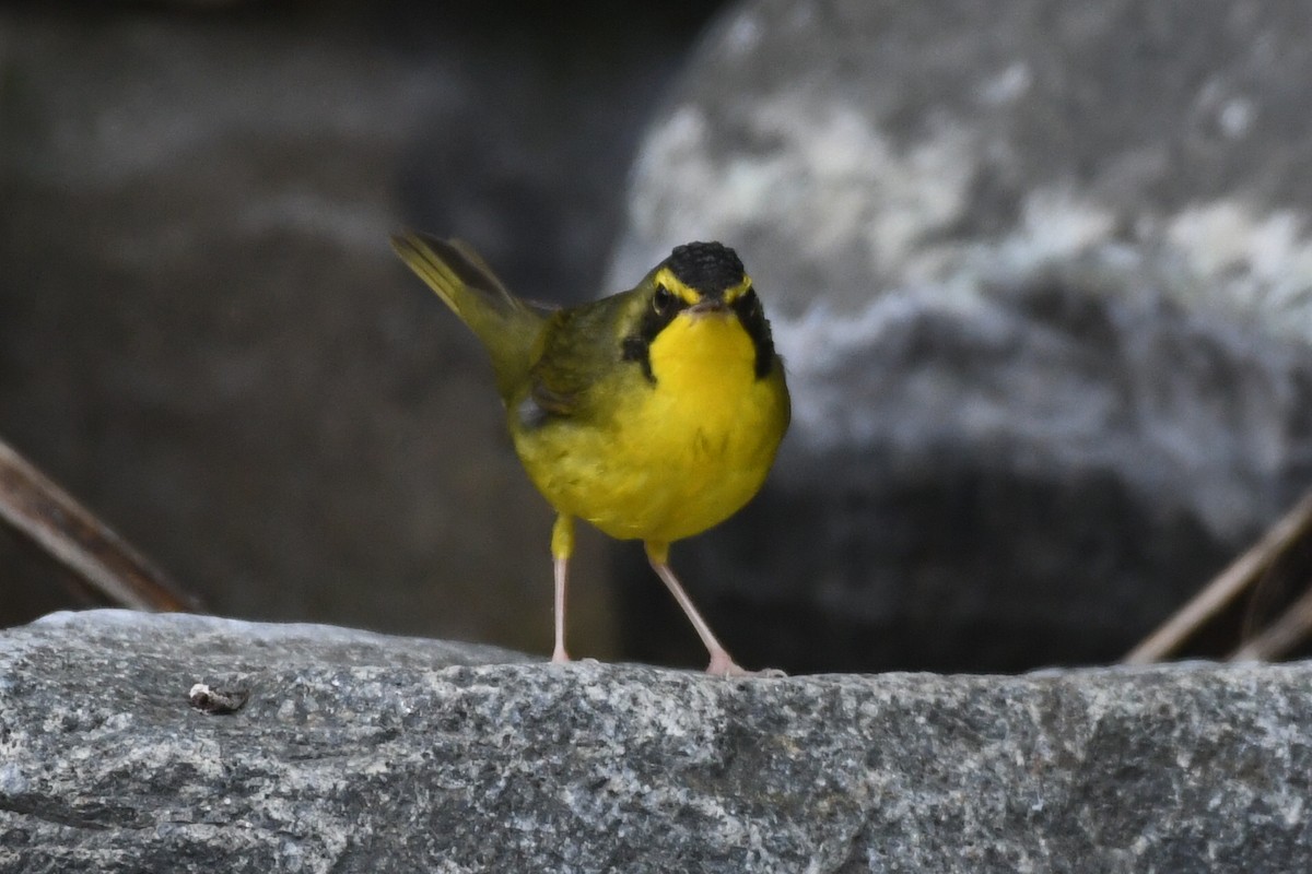 kentuckyparula - ML645816465