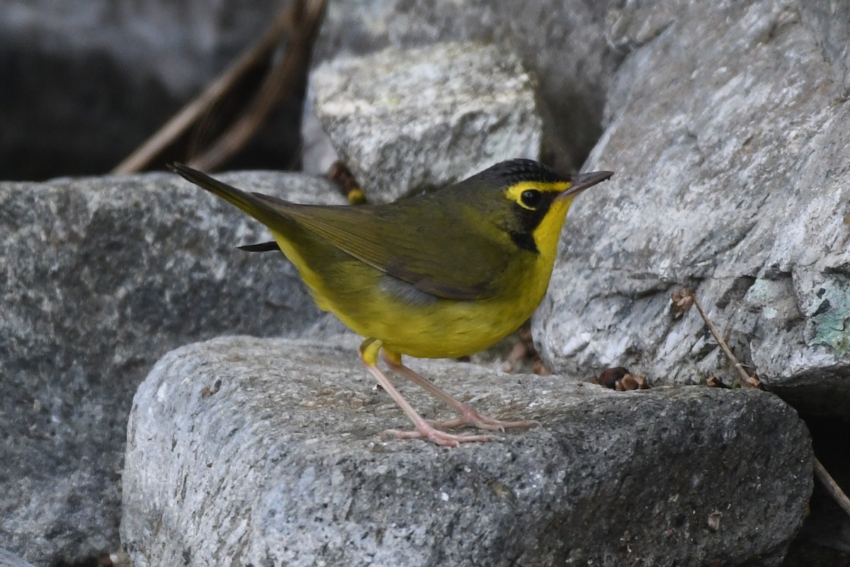 kentuckyparula - ML645816467