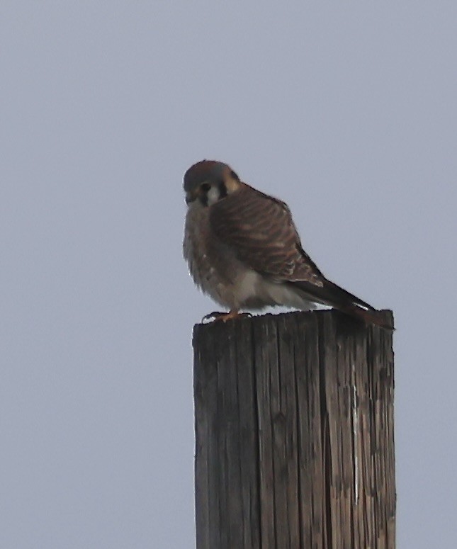 American Kestrel - ML645816468