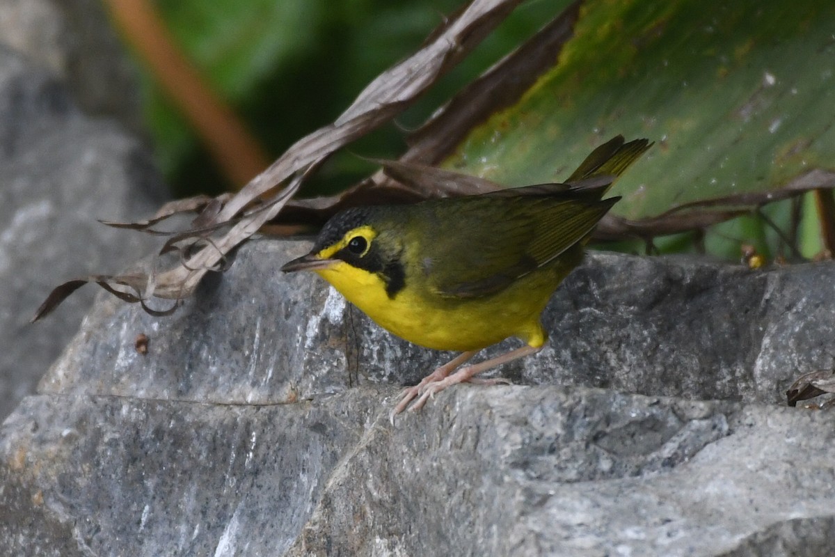 kentuckyparula - ML645816470