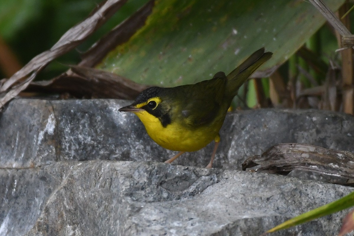 kentuckyparula - ML645816471