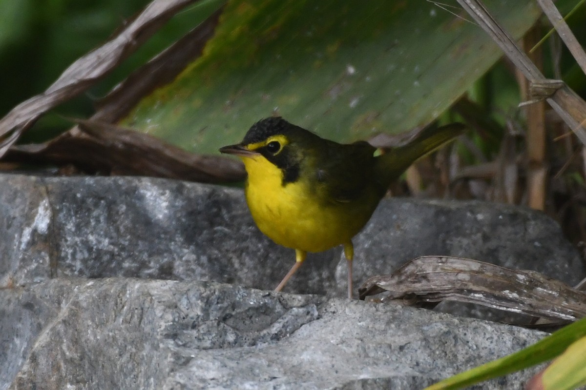 kentuckyparula - ML645816473