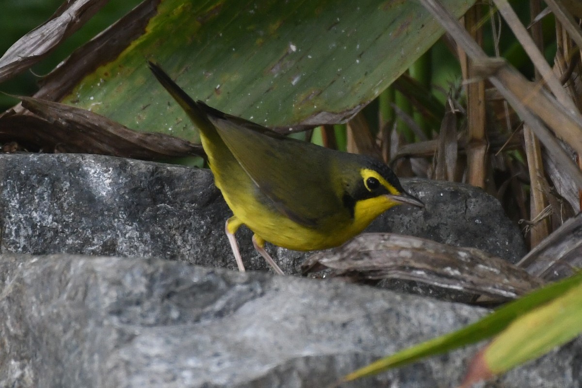 kentuckyparula - ML645816474