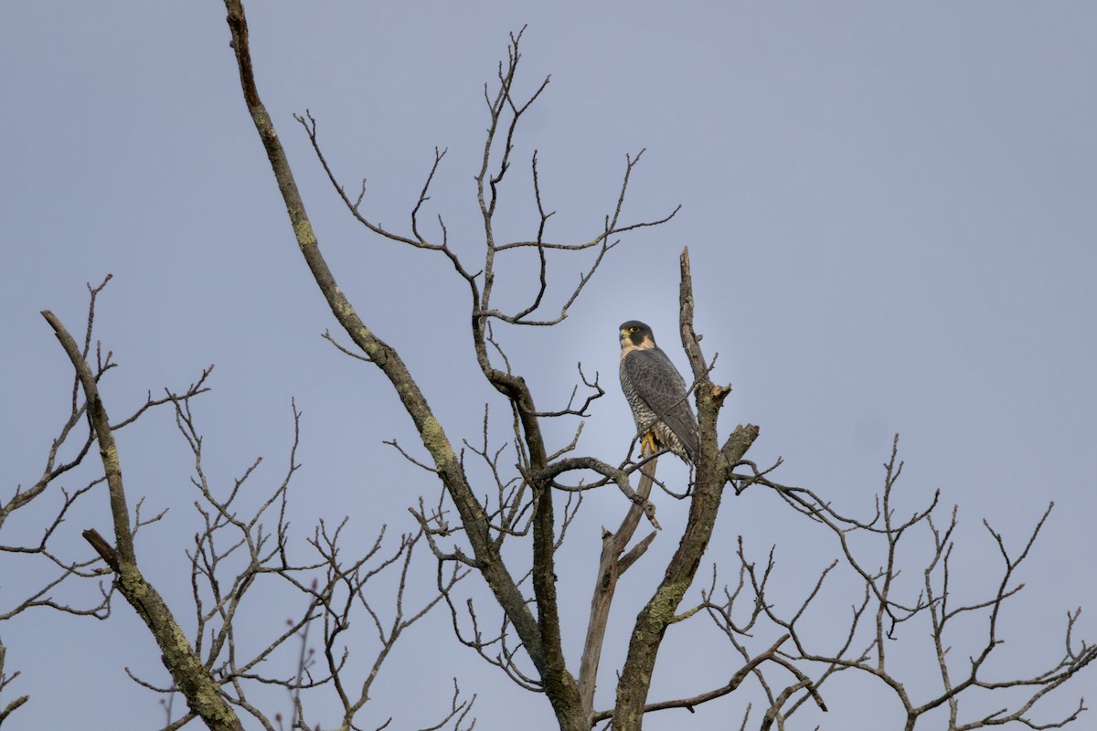 Peregrine Falcon - ML645816476