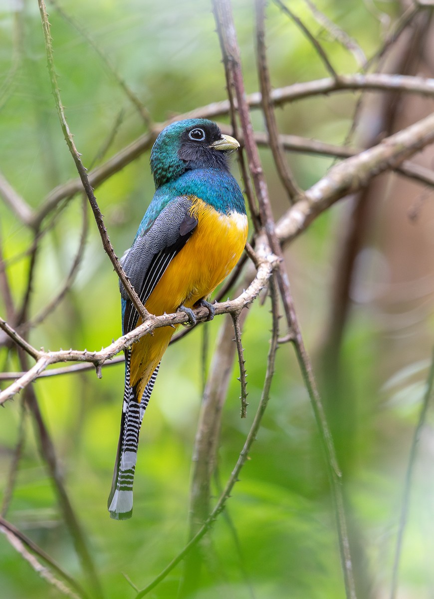 Atlantic Black-throated Trogon - ML645816481