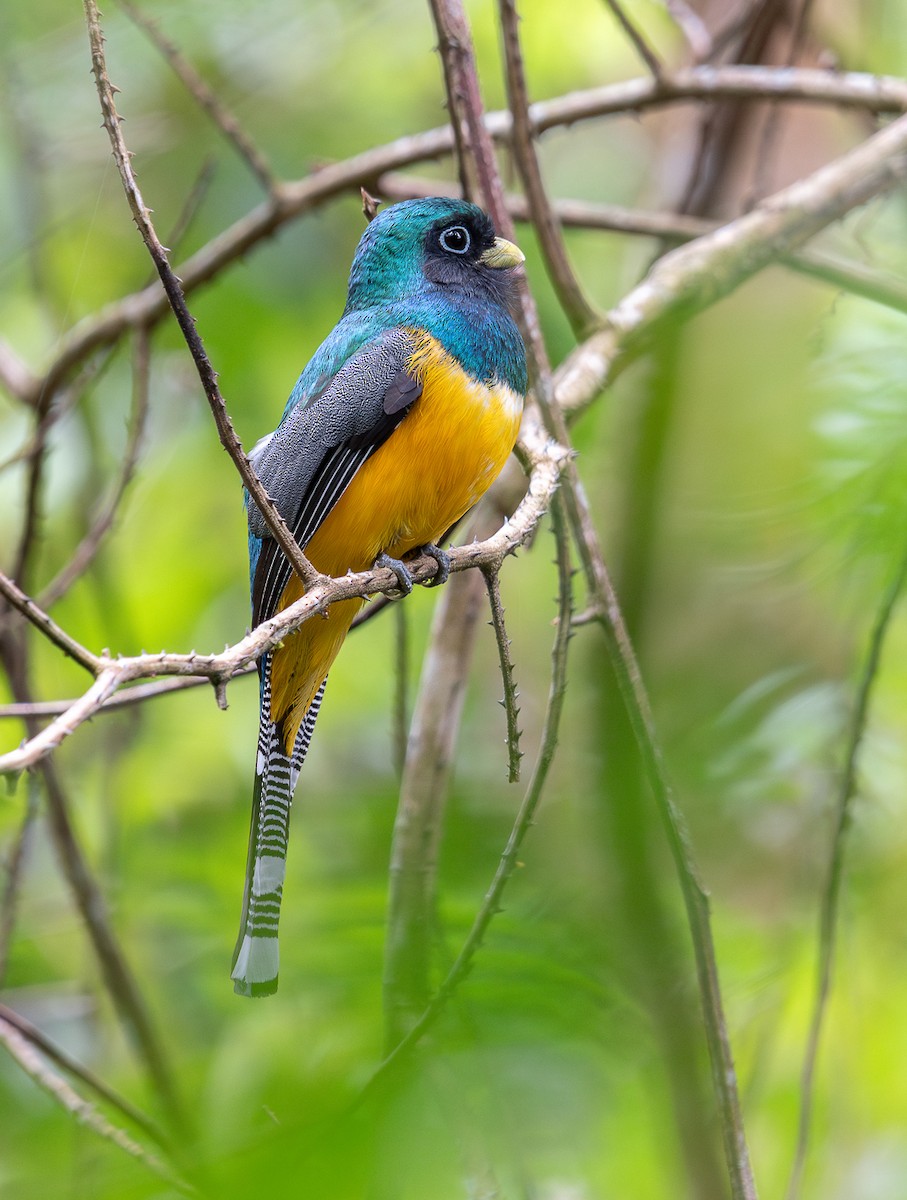 Atlantic Black-throated Trogon - ML645816482