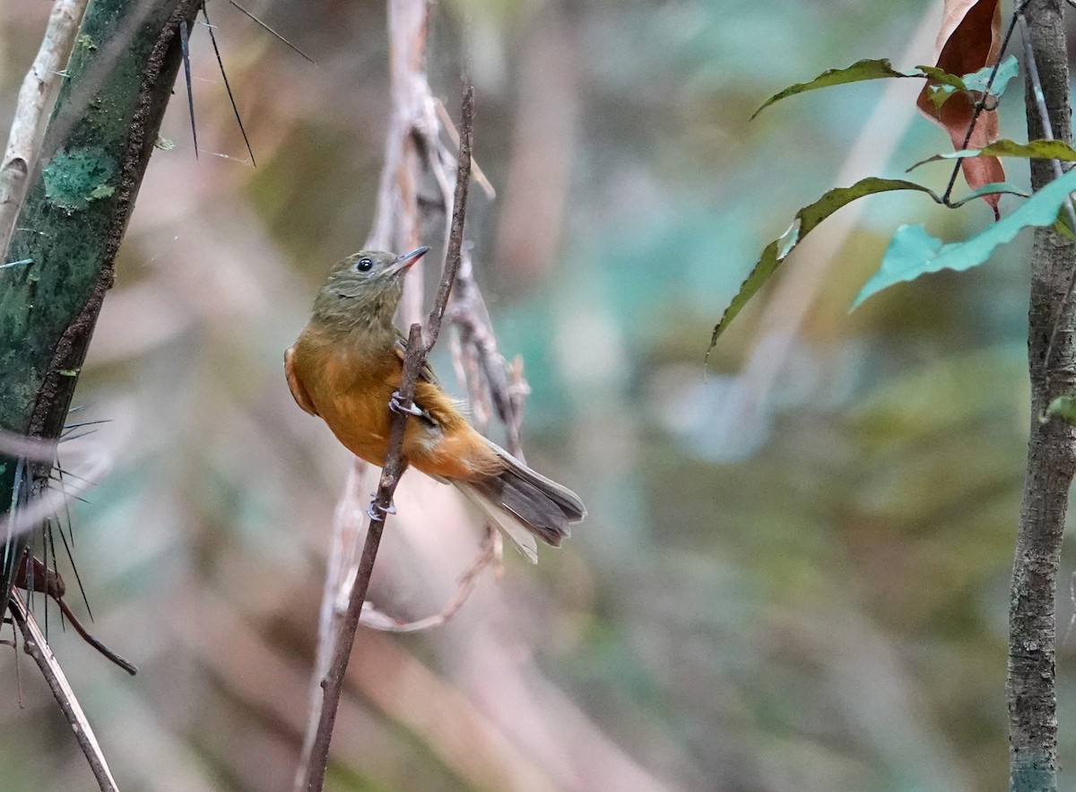 Pipromorphe roussâtre - ML645816512