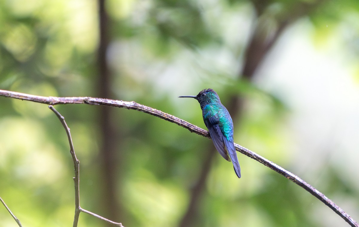 Violet-capped Woodnymph - ML645816515